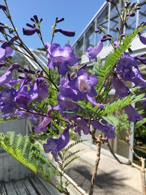 f:id:yodamyu:20180526180833j:plain