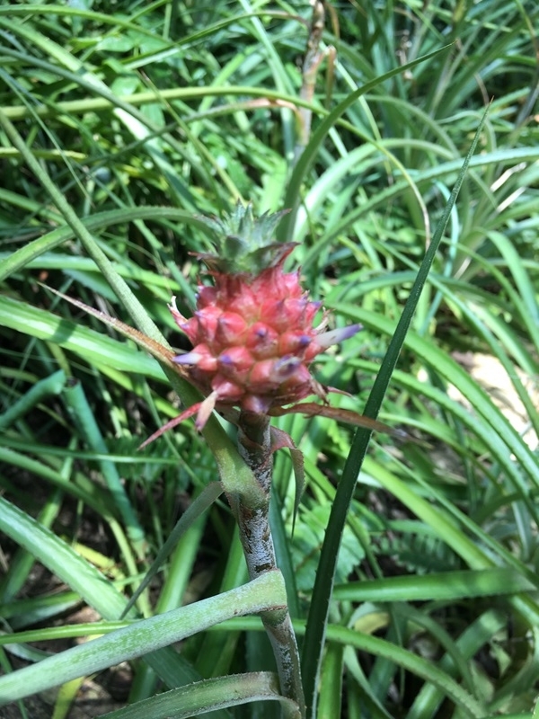 f:id:yodamyu:20180526181058j:plain