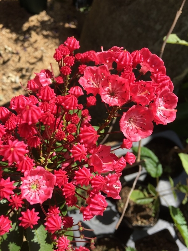 f:id:yodamyu:20180526181153j:plain