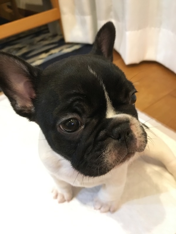 f:id:yodamyu:20181230151611j:plain f:id:yodamyu:20181230151611j:plain