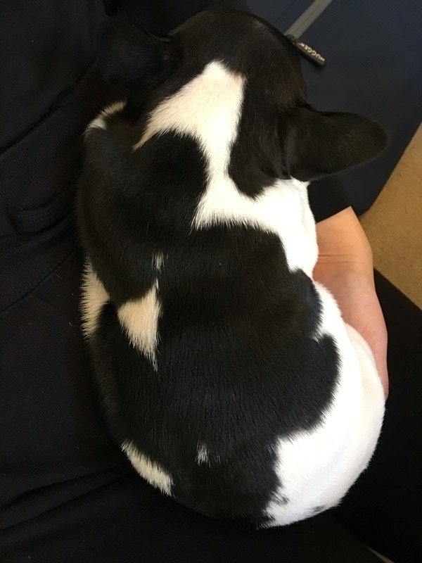 f:id:yodamyu:20181230151737j:plain f:id:yodamyu:20181230151737j:plain