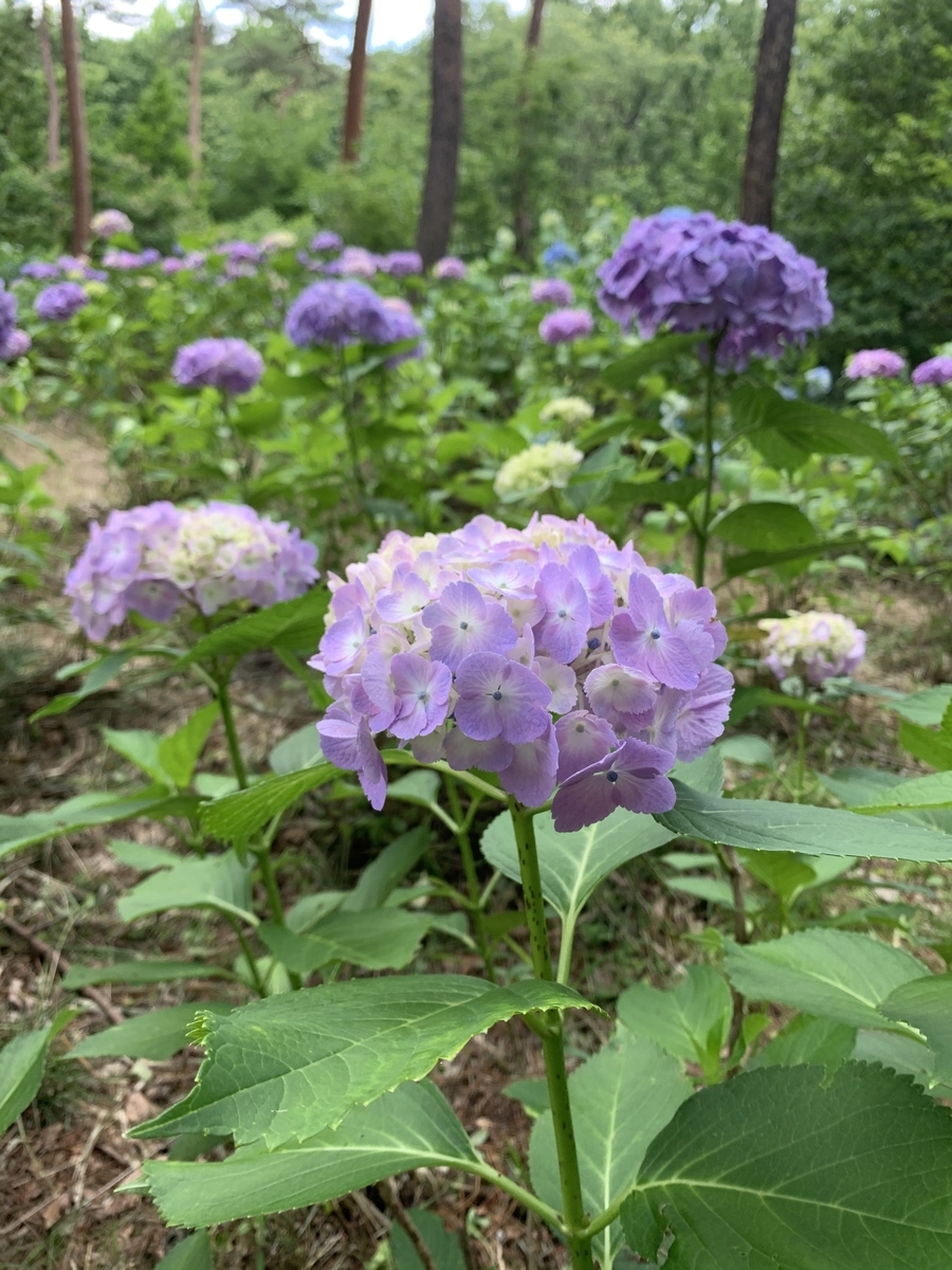f:id:yodamyu:20200621002907j:plain f:id:yodamyu:20200621002907j:plain