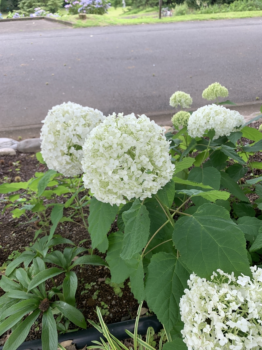 f:id:yodamyu:20200621003025j:plain f:id:yodamyu:20200621003025j:plain