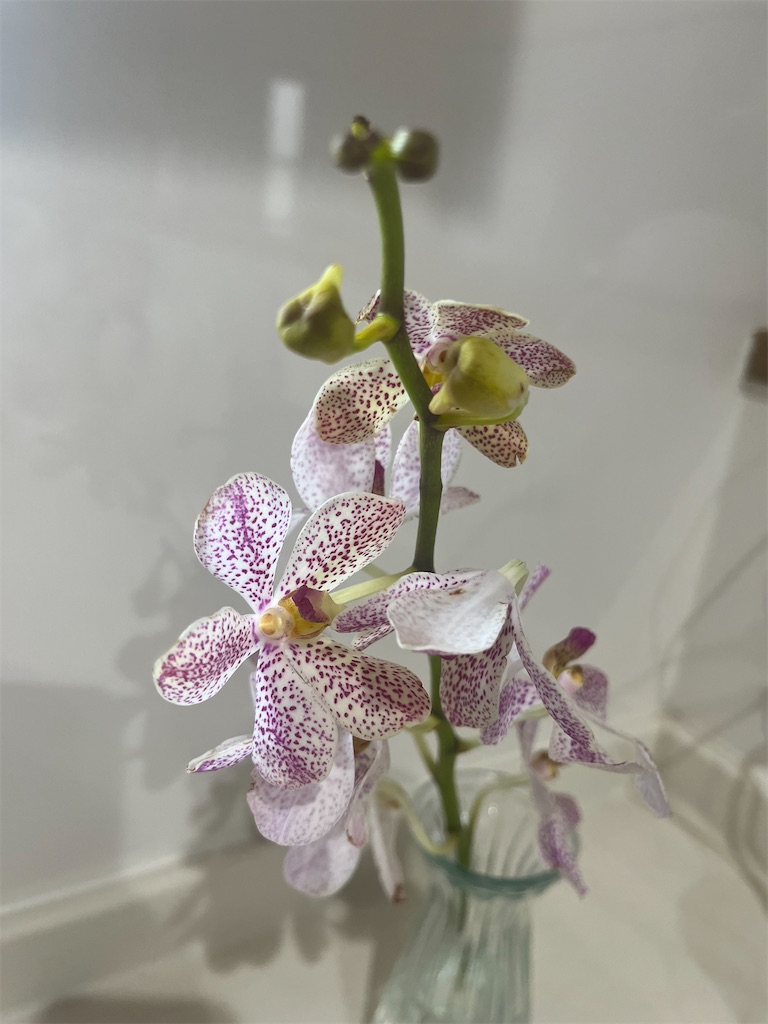 f:id:yodamyu:20230826172300j:image f:id:yodamyu:20230826172300j:image