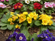 f:id:yogablackbird:20110202132153j:image
