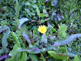 f:id:yogablackbird:20130222090630j:image