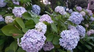 f:id:yogablackbird:20140615210935j:image