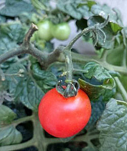 f:id:yogablackbird:20140615211031j:image