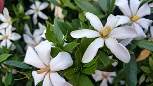 f:id:yogablackbird:20140615211032j:image