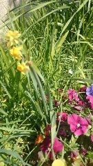 f:id:yogablackbird:20190325105831j:plain