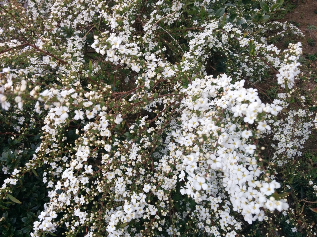 f:id:yogaroomfeeling:20170328174156j:plain