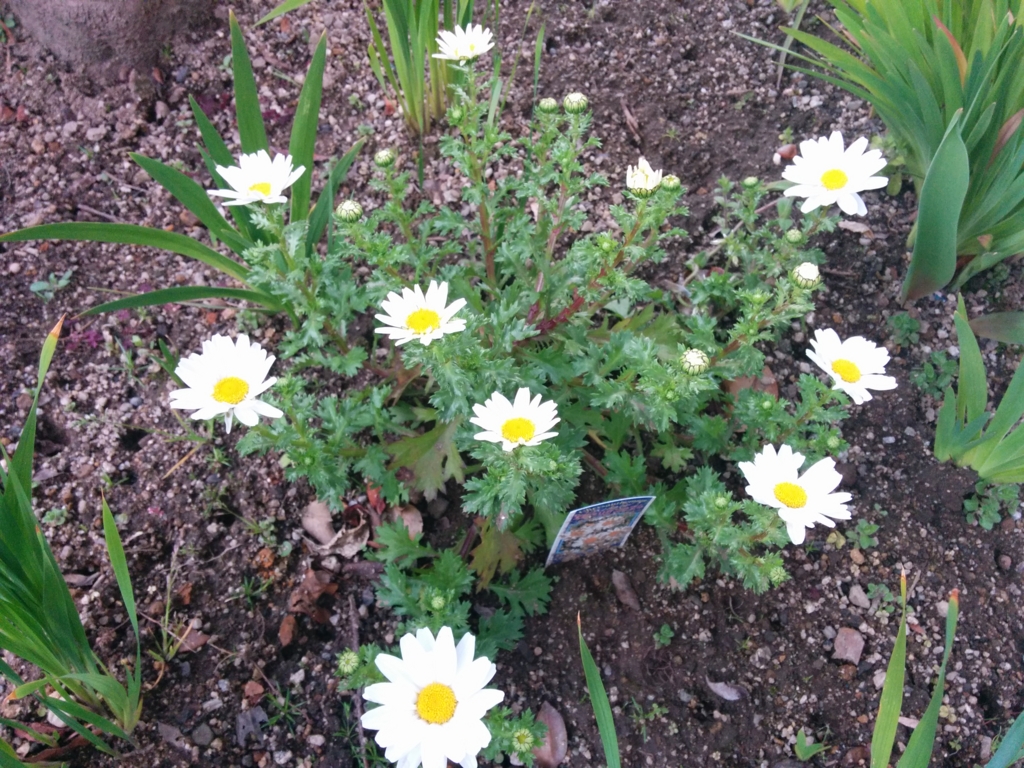 f:id:yogaroomfeeling:20170328174814j:plain