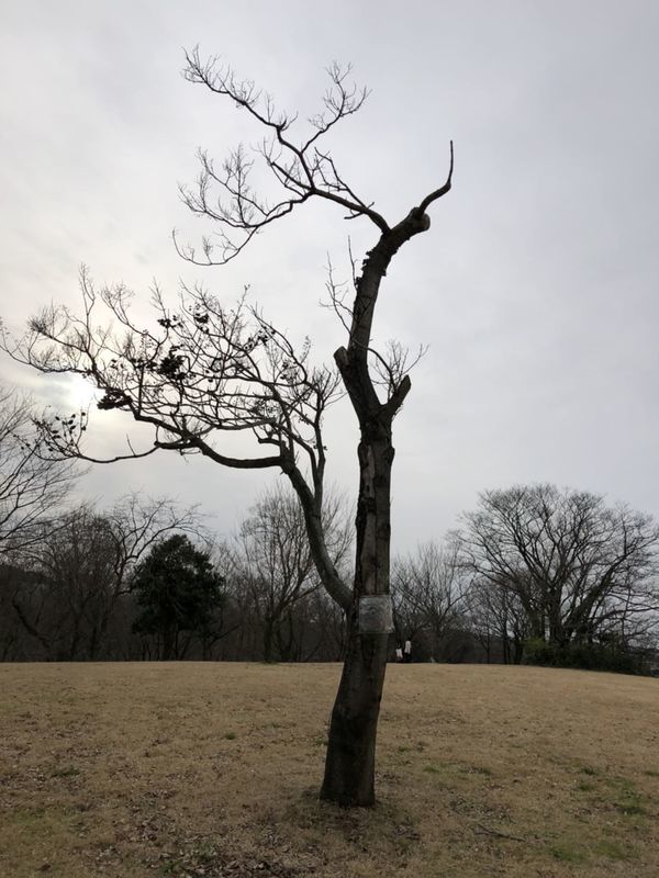 呉羽山公園 都市緑化植物園なのに緑が少な過ぎるでしょ 非公式富山ブログ しっとんがけ