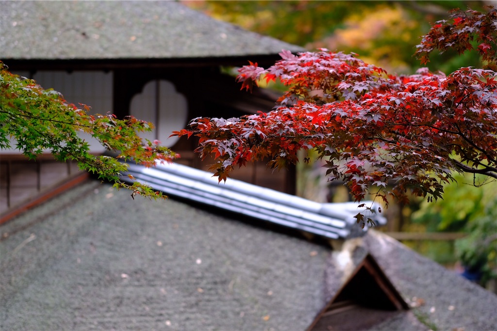 f:id:yohane83:20181203104021j:image