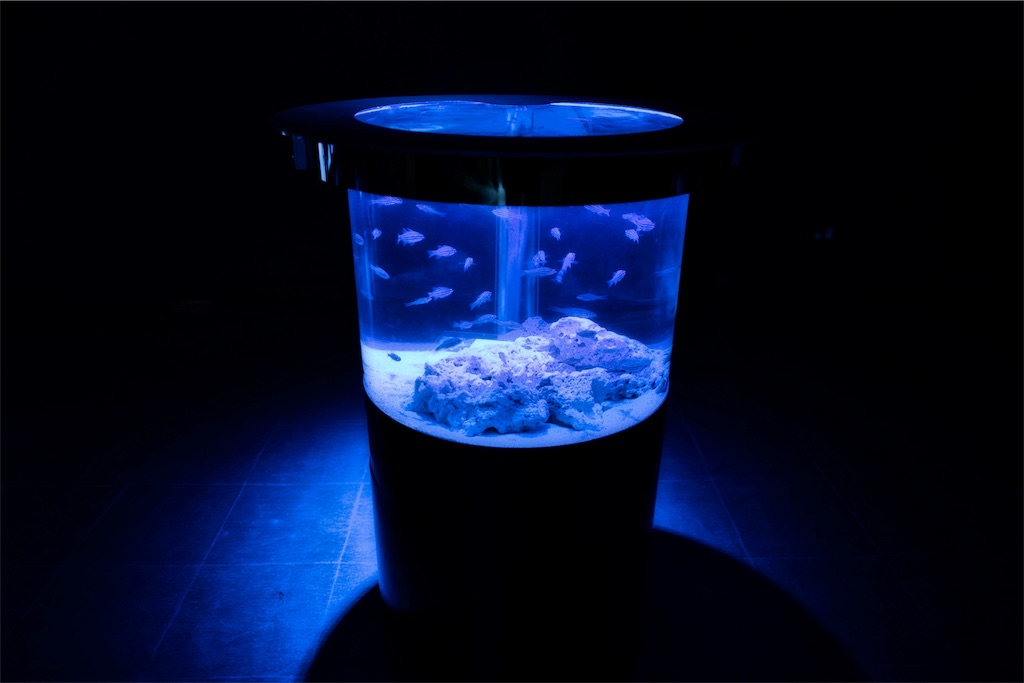 f:id:yohane83:20190122195230j:image