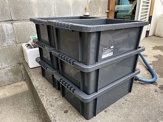 飼育メダカ一覧 メダカの品種ごとの特徴と解説 購入時の注意点など 旭メダカ屋company飼育日記