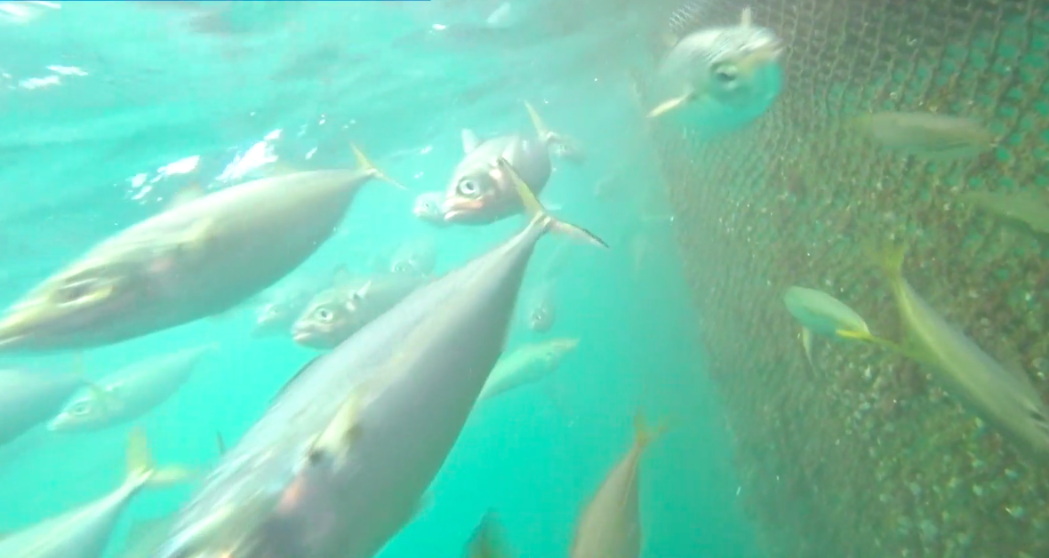 f:id:yohhoi:20190923164054p:plain