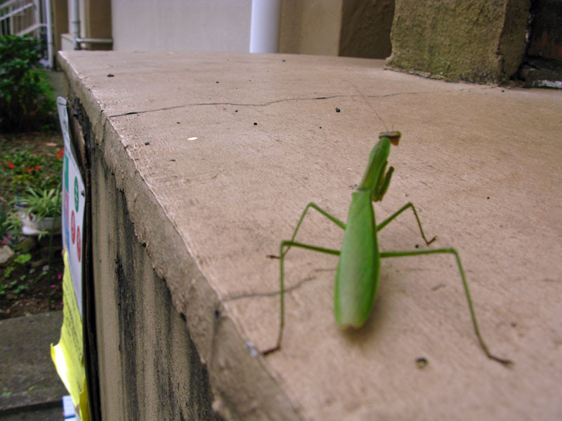 f:id:yohii:20091014205005j:image f:id:yohii:20091014205005j:image