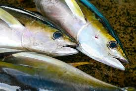 f:id:yohohon:20190129202610p:plain