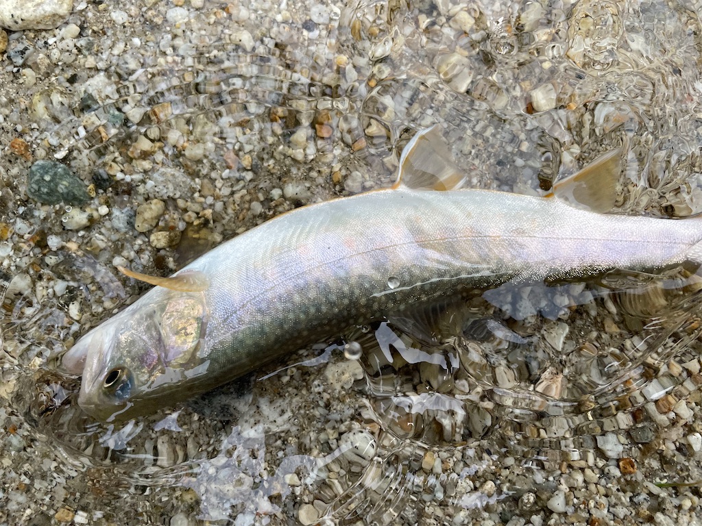 f:id:yohzo:20220521101300j:image