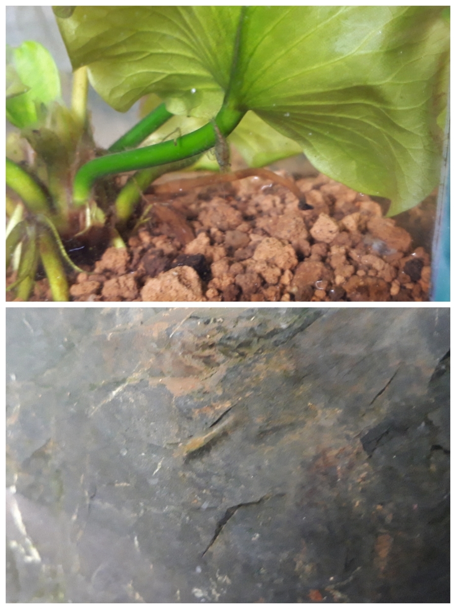 めだか日記 順調に育つミナミヌマエビ 酔いどれ放釣記