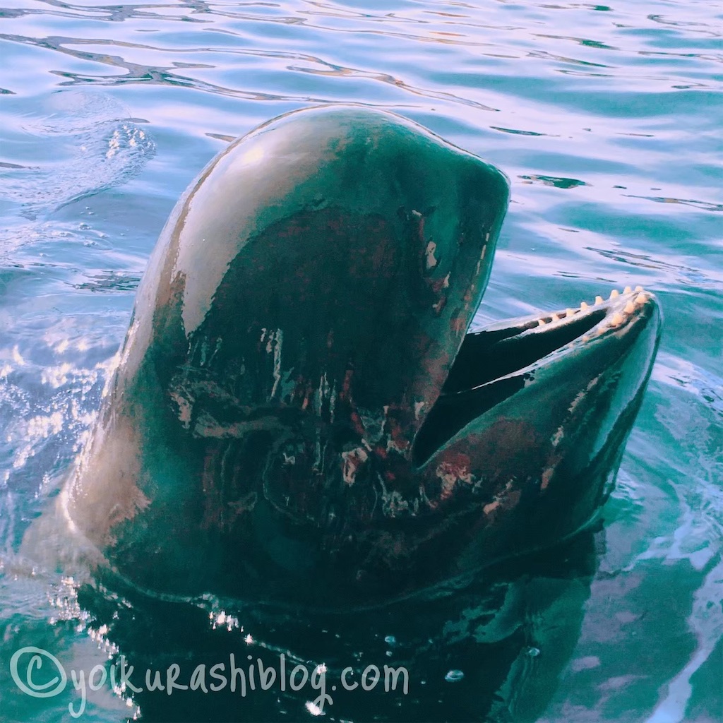 f:id:yoikurashiblog:20200414031516j:image