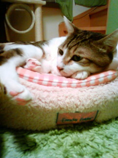 f:id:yoimoi:20091213195800j:image