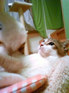 f:id:yoimoi:20091213202700j:image
