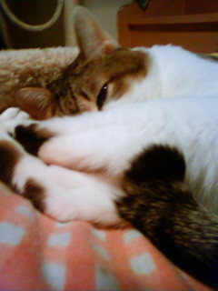 f:id:yoimoi:20100106231600j:image