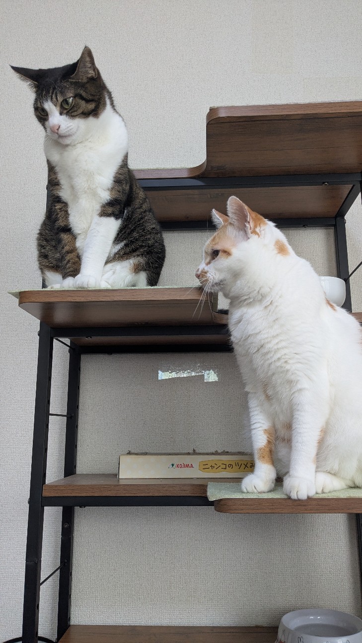 f:id:yoiyaminoyoru:20260603134740j:image f:id:yoiyaminoyoru:20260603134740j:image