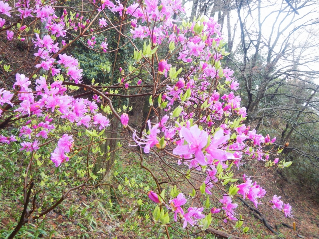 f:id:yoiyoi-kawakami:20170315150723j:plain f:id:yoiyoi-kawakami:20170315150723j:plain