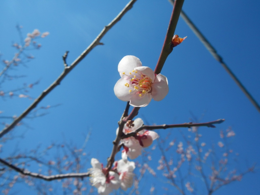 f:id:yoiyoi-kawakami:20170404172554j:plain f:id:yoiyoi-kawakami:20170404172554j:plain
