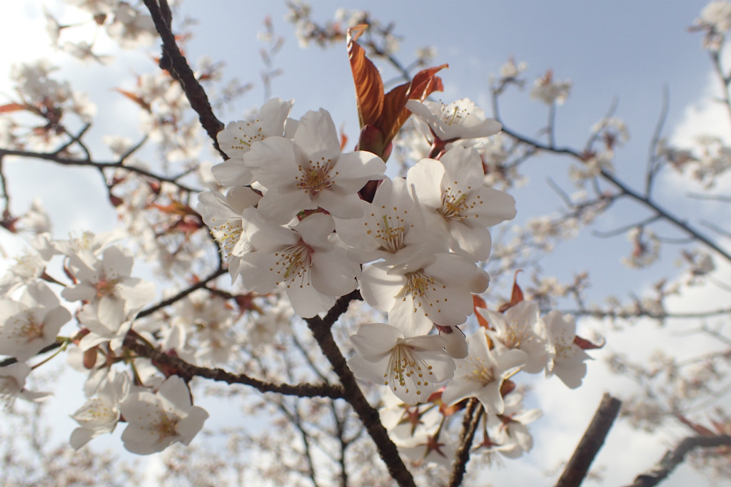 f:id:yoiyoi-kawakami:20190223180012j:plain f:id:yoiyoi-kawakami:20190223180012j:plain