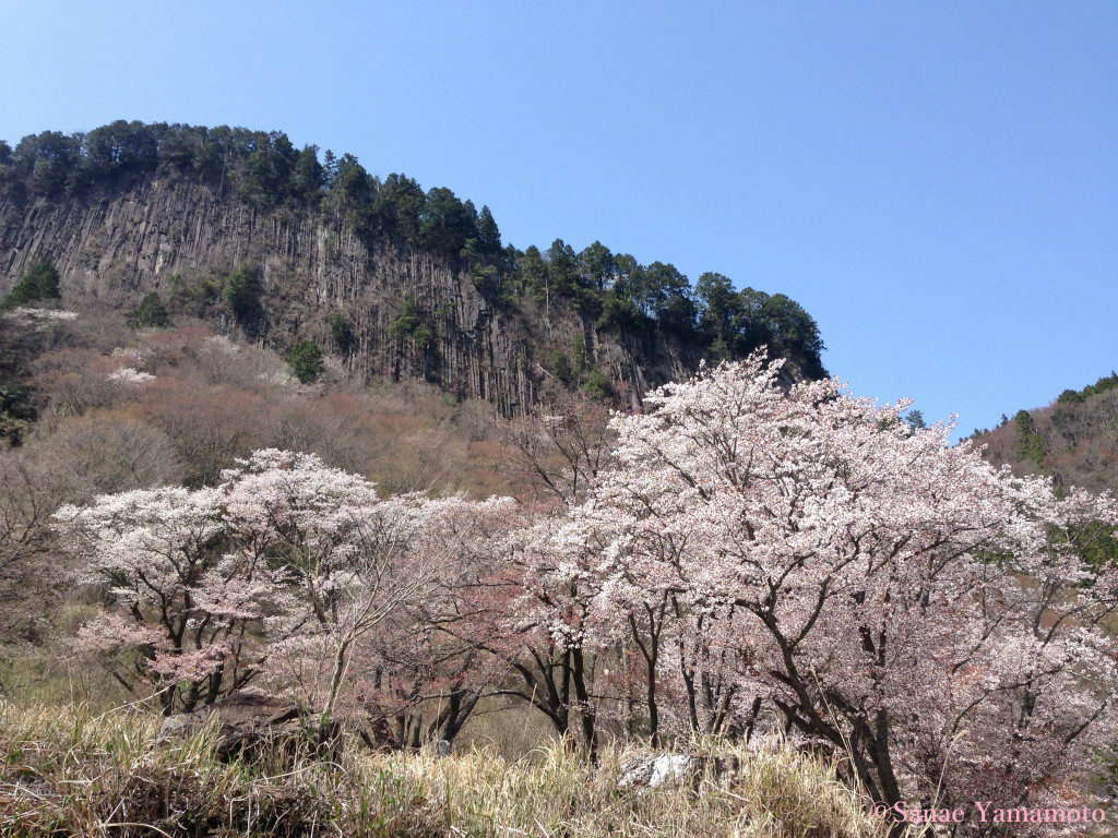 f:id:yoiyoi-kawakami:20190311133054j:plain f:id:yoiyoi-kawakami:20190311133054j:plain