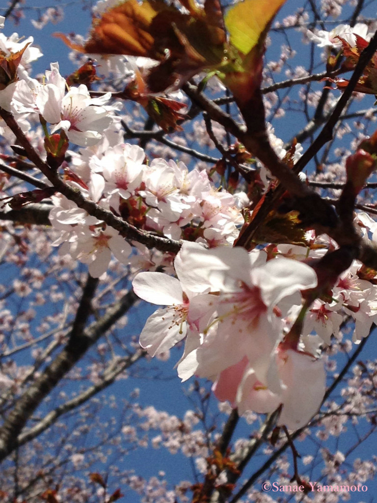 f:id:yoiyoi-kawakami:20190311133110j:plain f:id:yoiyoi-kawakami:20190311133110j:plain