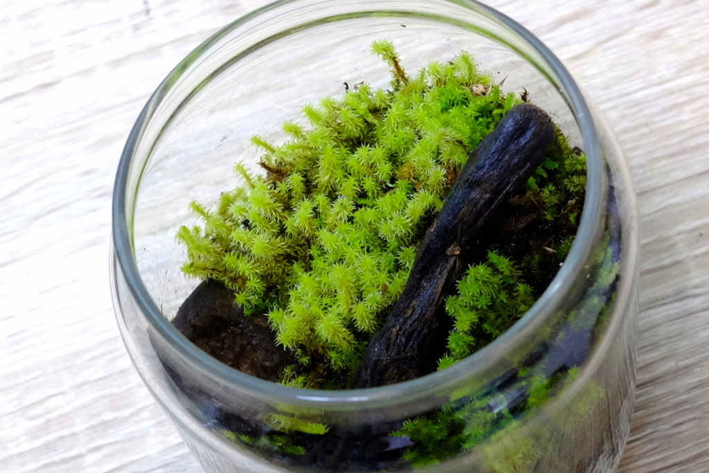 念願の苔入手 苔テラリウムを作ってみた ヨカログ