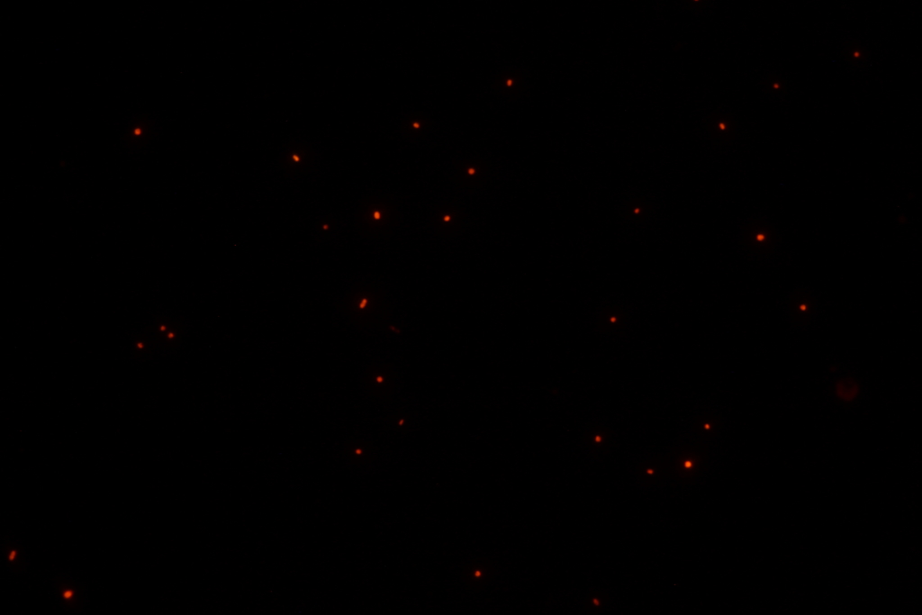 f:id:yokazaki:20160818210556j:plain