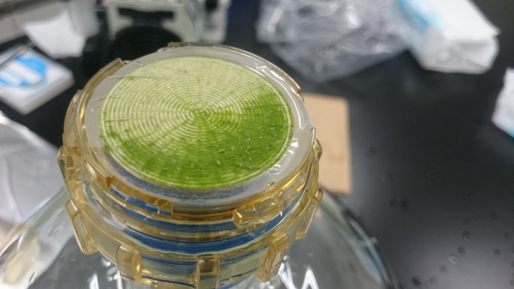 f:id:yokazaki:20161226231948j:plain f:id:yokazaki:20161226231948j:plain