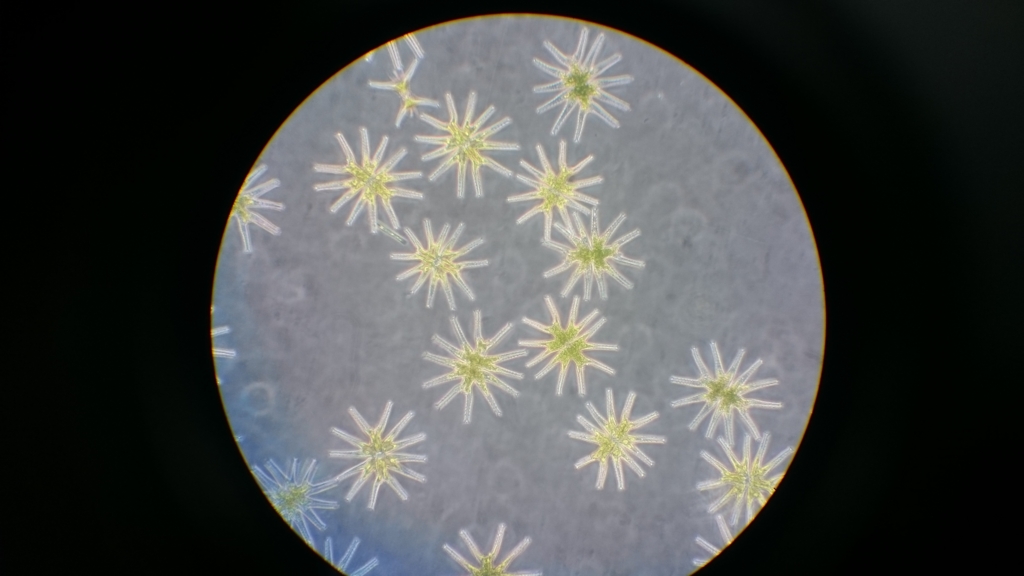 f:id:yokazaki:20161226231952j:plain f:id:yokazaki:20161226231952j:plain