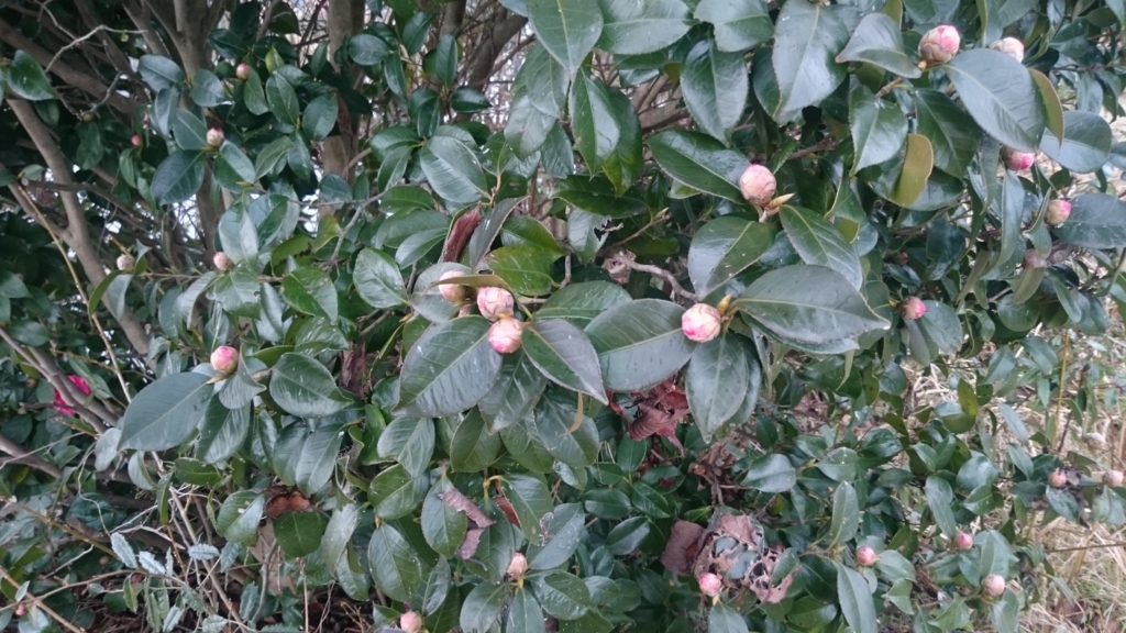 f:id:yokazaki:20170213194117j:plain