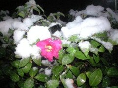 f:id:yokazerecord:20100201220727j:image