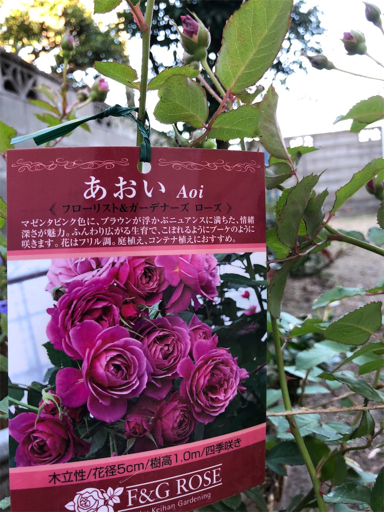f:id:yokimadao:20181104094534j:image