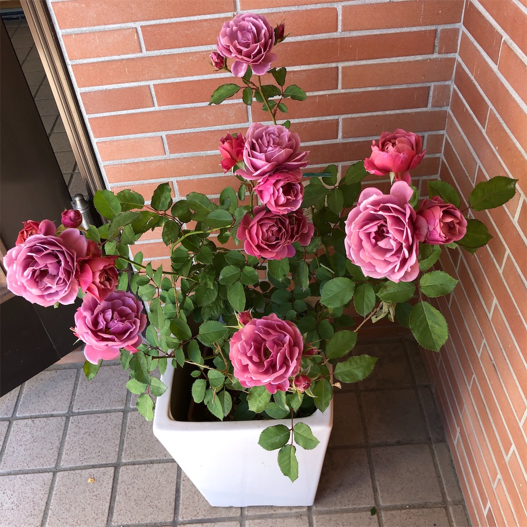 f:id:yokimadao:20181116111901j:image