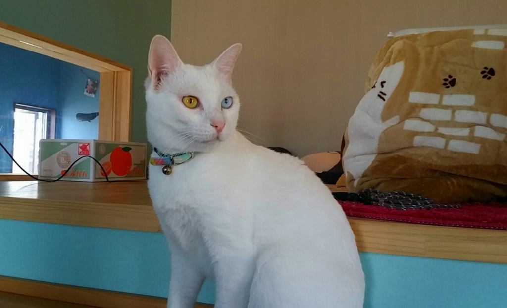 ふれあいカフェ かぎしっぽ My 365