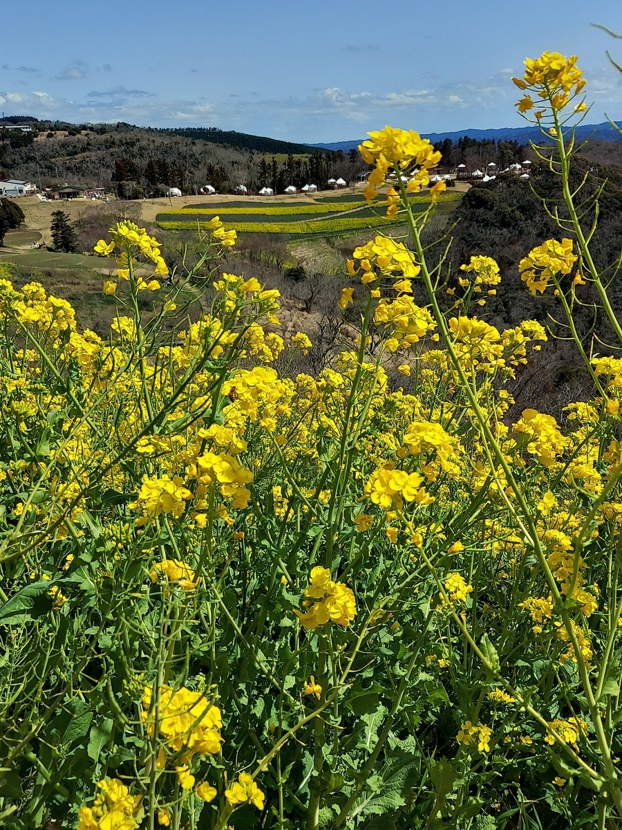 f:id:yoko-777:20220403113757j:plain