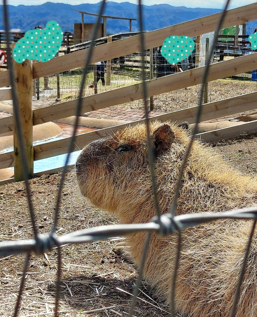 f:id:yoko-777:20220403113953j:plain