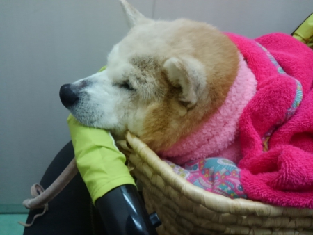 チキンナゲットの中に ランちゃんの顔が 見える ジュン母の いつも 心はらんらんらん