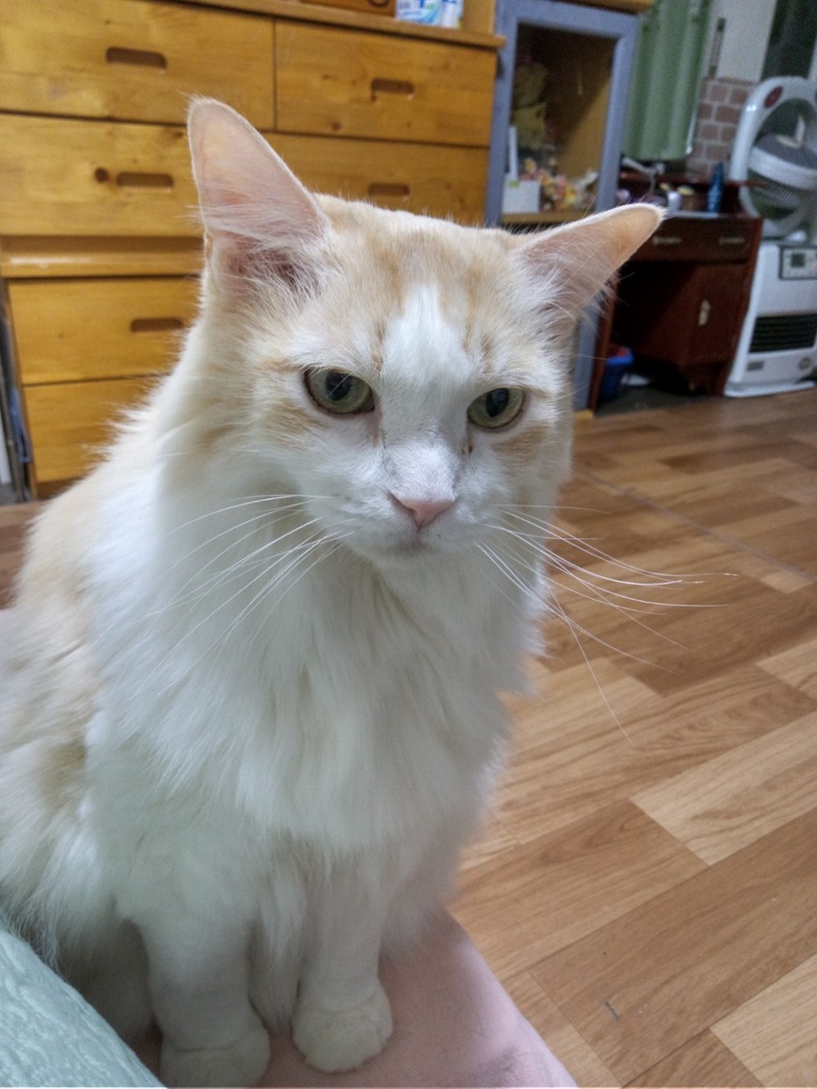 f:id:yoko0081jun:20220323223559j:plain