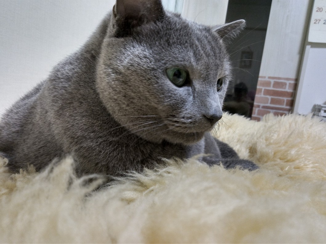 f:id:yoko0081jun:20220323223916j:plain