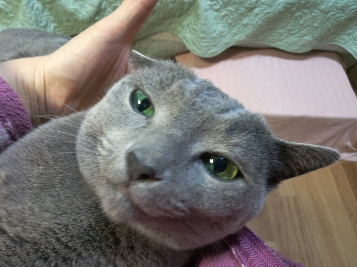 f:id:yoko0081jun:20220323224251j:plain